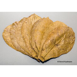 aquamax Maxi - Seemandelbaumbltter ( aquamax Terminalia Catappa Leaves )