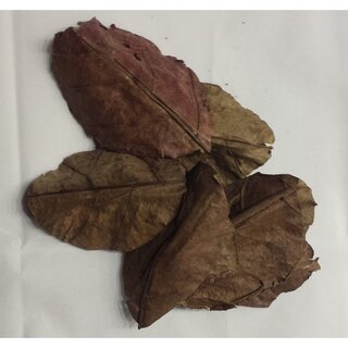 Nano - Seemandelbaumblätter Catappa Leaves extra small10er Pack