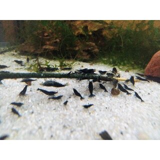 Shrimps forever Lolly Astaxanthin