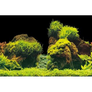 Aquarien-Hintergrund 100x50 cm