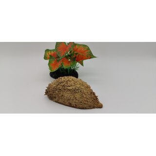 Bolsa de pastor / Zeyheria montana (Schalenpods) 8-12 cm