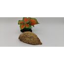 Bolsa de pastor / Zeyheria montana (Schalenpods) 8-12 cm