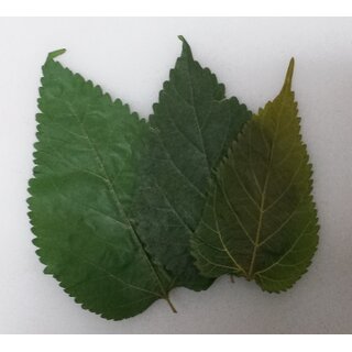 Maulbeerblätter ( Mulberry leaves ) 10er Beutel