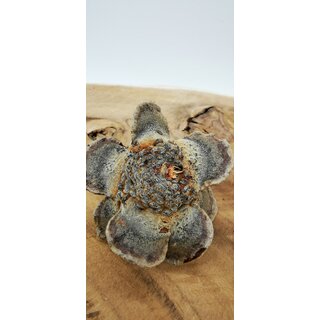 Banksien Laricina Zapfen 5-7 cm