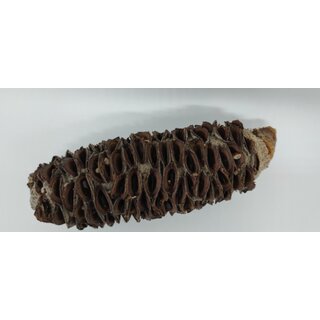 Banksien Littoralis Zapfen ca.10-17 cm