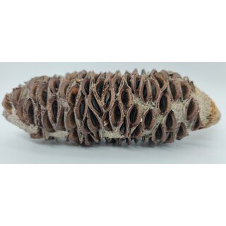 Banksien Littoralis Zapfen ca.10-17 cm