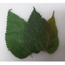 Maulbeerbltter ( Mulberry leaves ) 10er Beutel